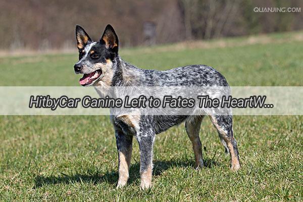 HitbyCar Canine Left to Fates The HeartWrenching Reality of Abandoned Pups